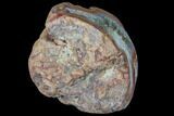 Beautiful Condor Agate From Argentina - Curved Cut Face #79627-2